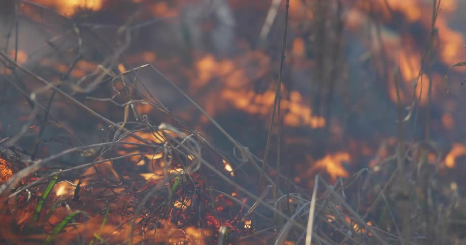 Flames grow taller as a wildfire burns in a field