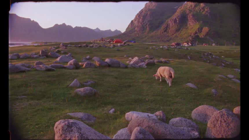A lamb grazes on grass near a river and camp site