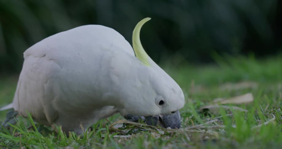 A bird eats grass outdoors during the day