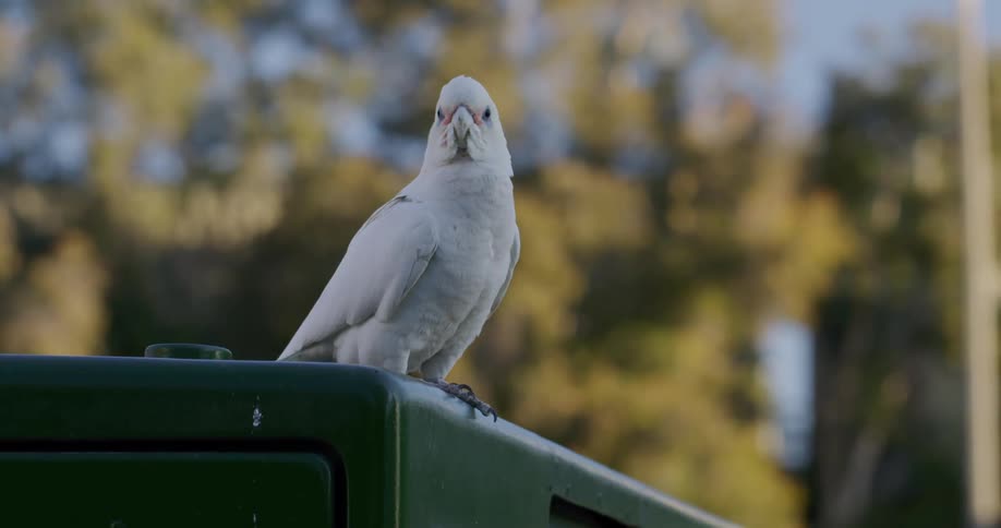 A view of a bird sitting outdoors