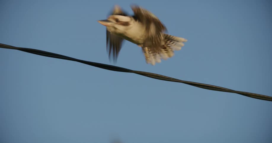 Bird standing on a wire under a blue sky flies away