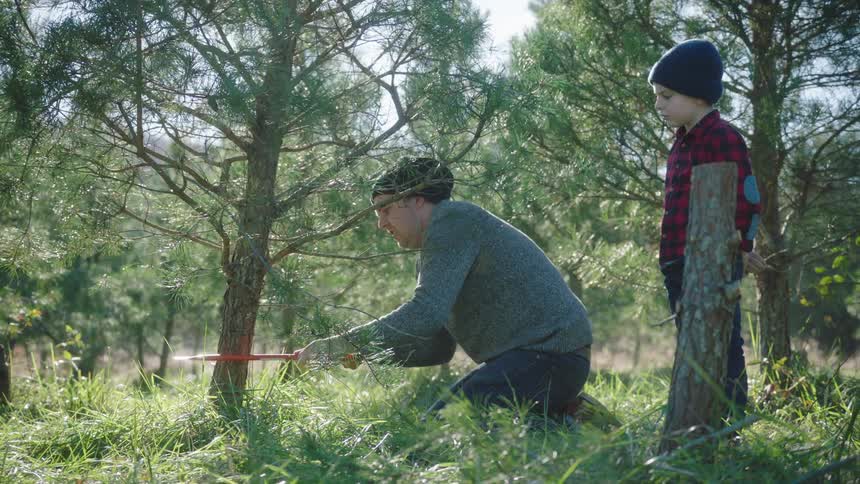 A father is kneeling outdoors while sawing down a small pine tree while his son watches