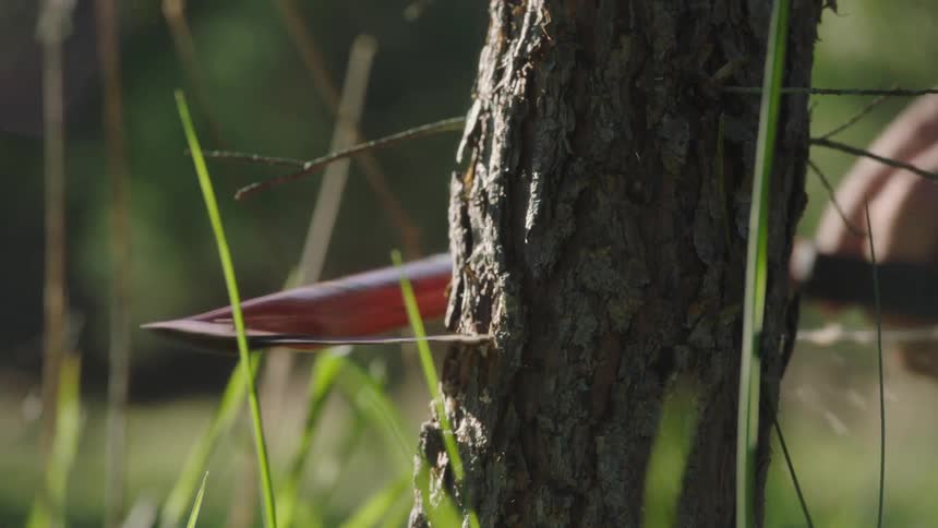 Human cutting tree