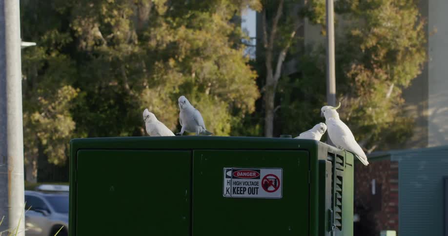 Four birds sit on a closed electrical box in a city
