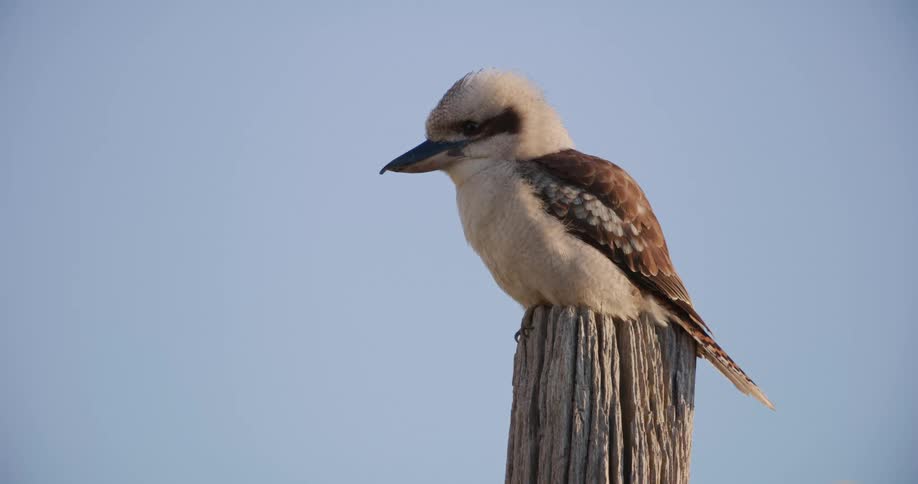 Small bird sitting atop a wooden pole outdoors