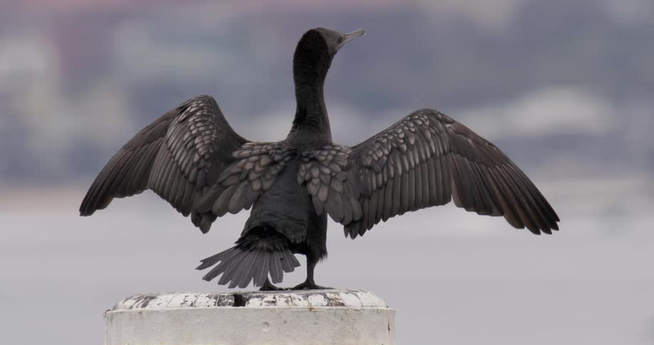 Seagul with exteded wings standing over a pole in front of the ocean
