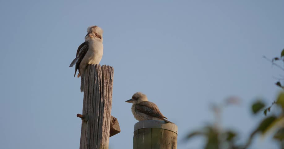 Two birds perched on wooden posts on a sunny blue sky day