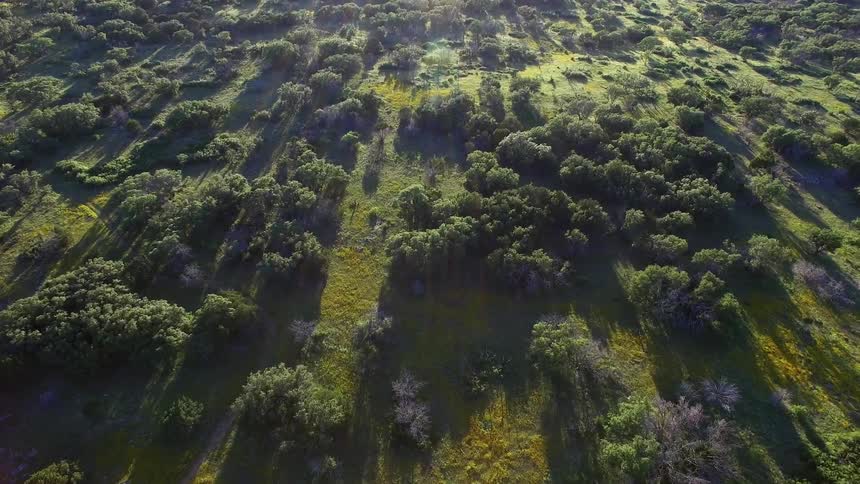 Texas Nature