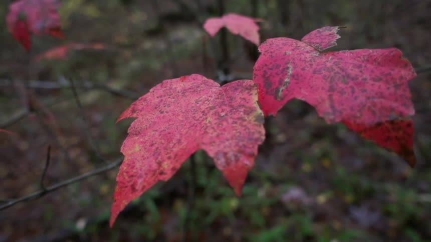 Close up of bright red leaves against a damp background