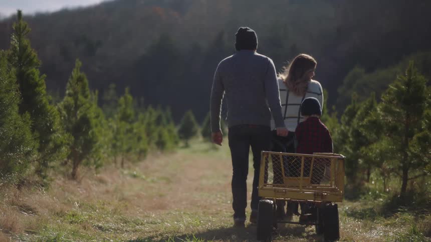 Family of three pulling a small cart on a tree pine farm