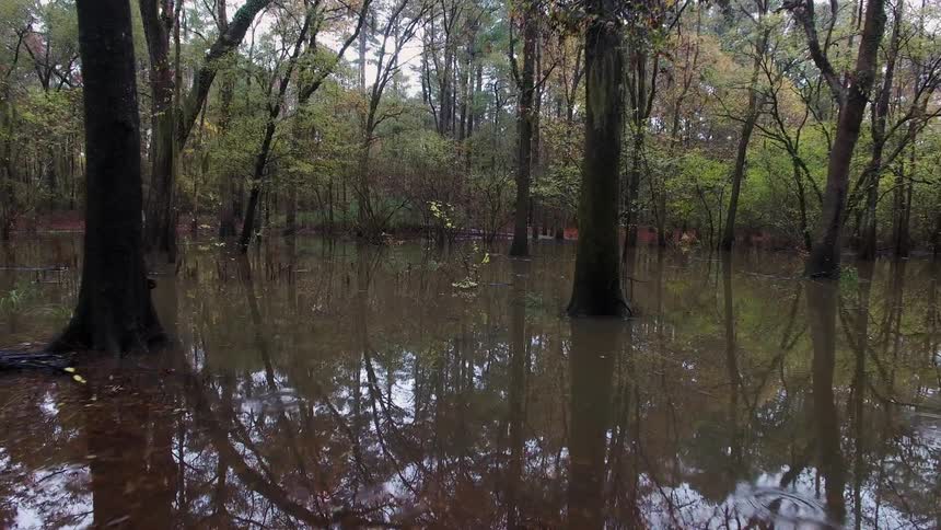 A waterlogged forest