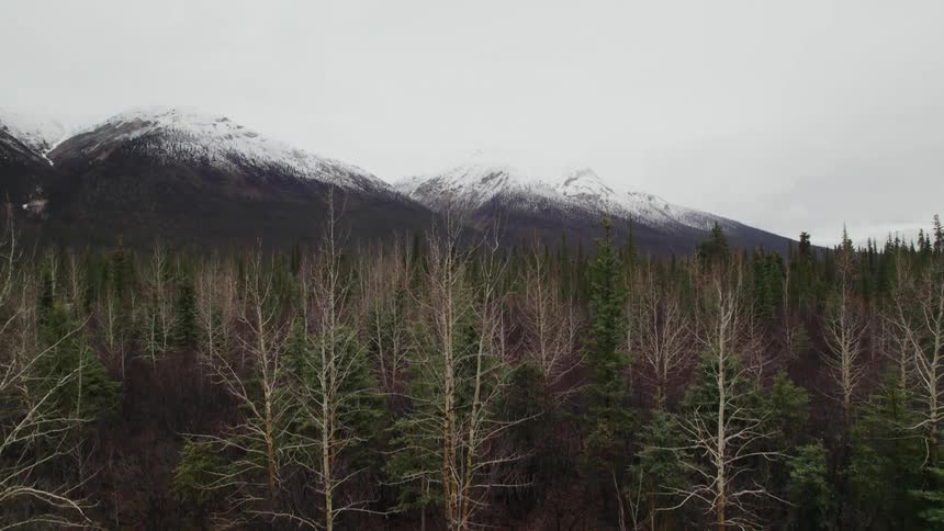Forest with mountains