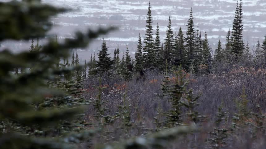 A moose walks in a field ahead
