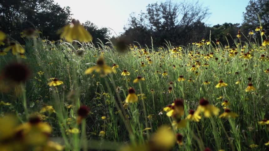 A field has many yellow flowers