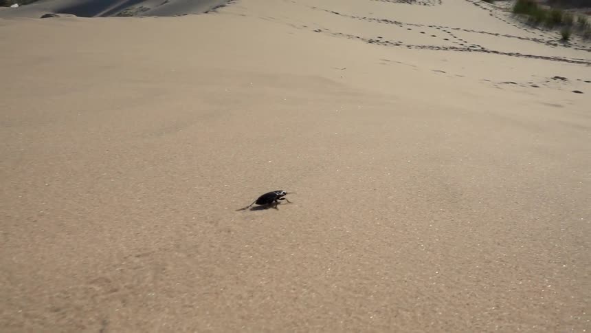 A small bug is moving over sand