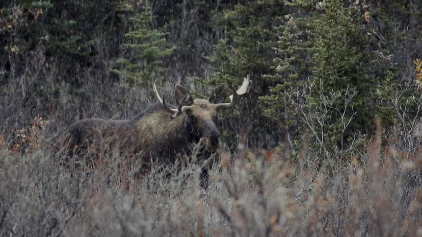A moose stands in a field as snow falls around him