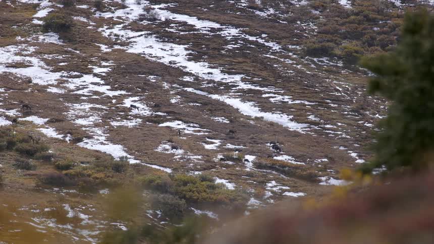 Deer graze on a mountain slope dusted with snow