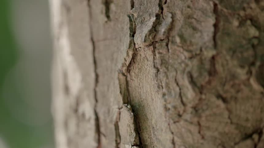 Close up of bark on a tree