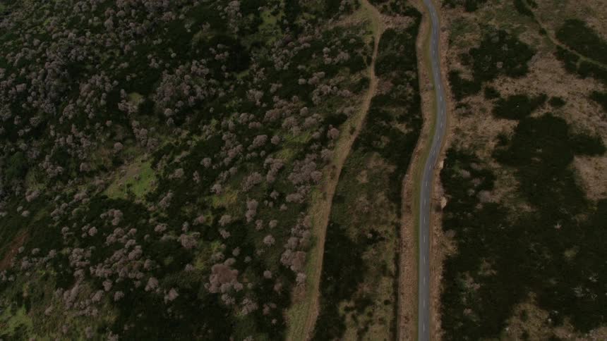 Road surrounded by forest