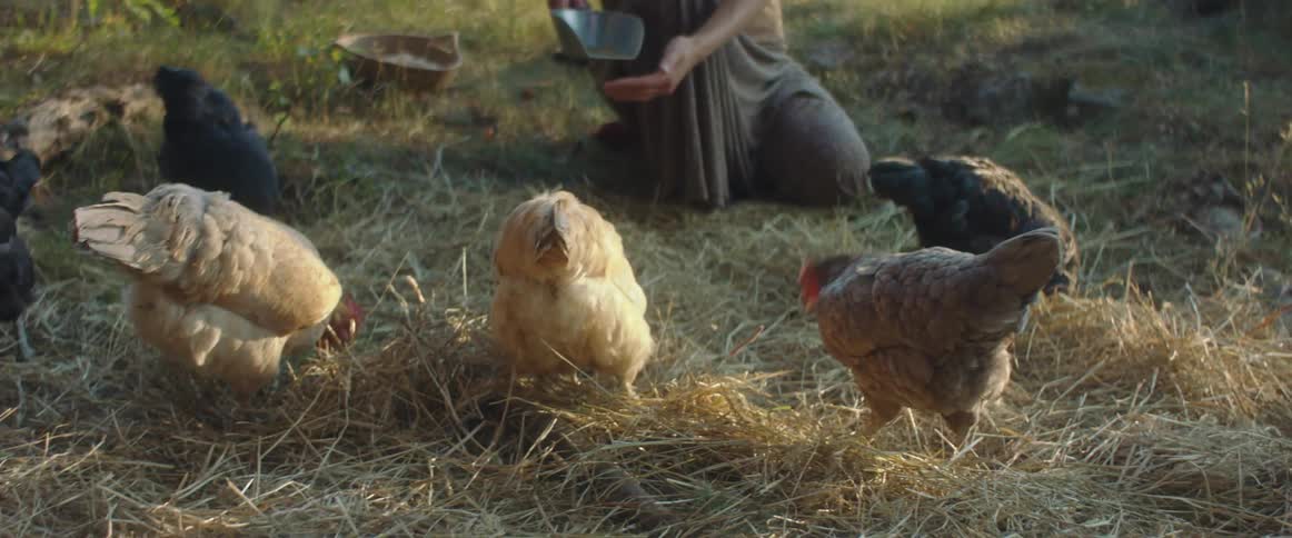 A woman feeding chickens in a field
