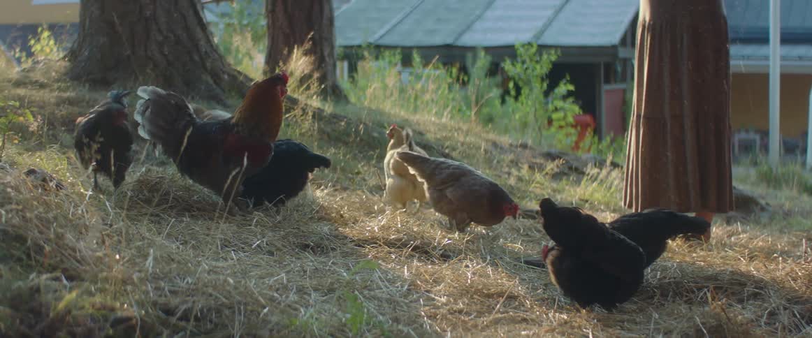Woman wearing dress spreads chicken feed to chicken with house in background