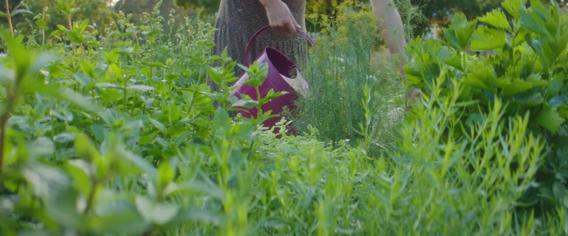 A woman is watering the plants with a pot