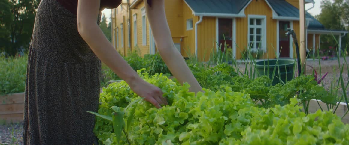 A woman bent over picking leafy greens out of her vegetable garden