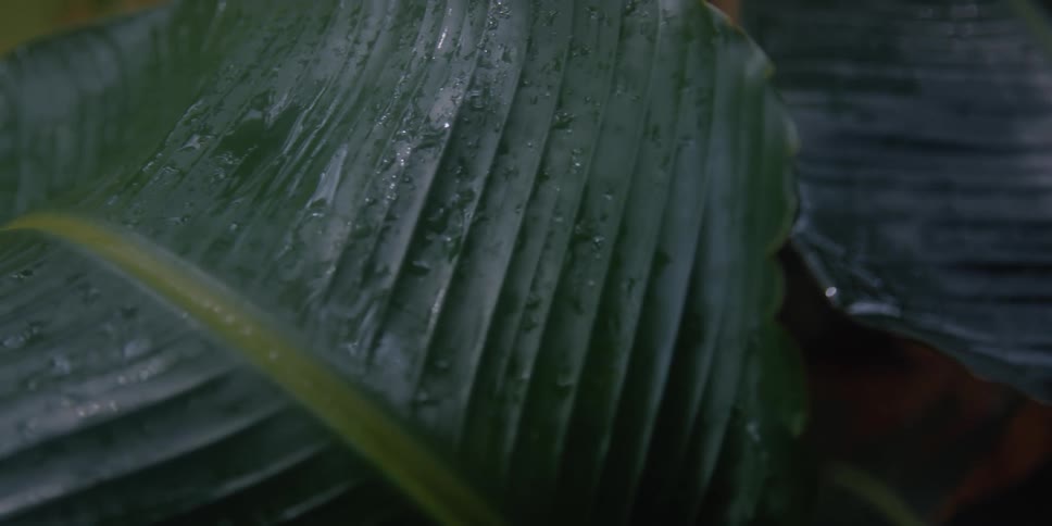 Leaves with water on them with soil in the background