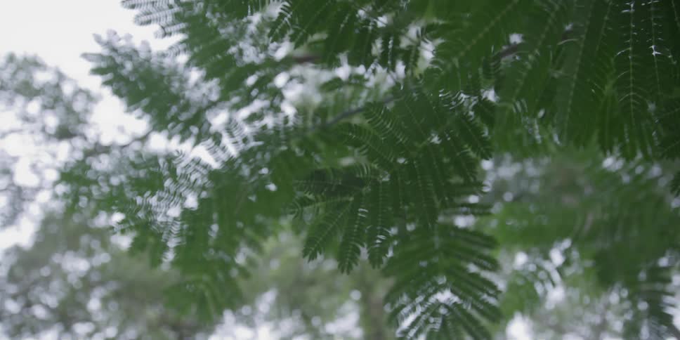 Green tree ferns against the sky