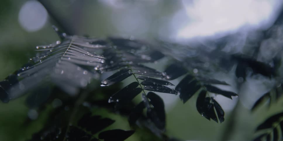 The branches are covered in dew