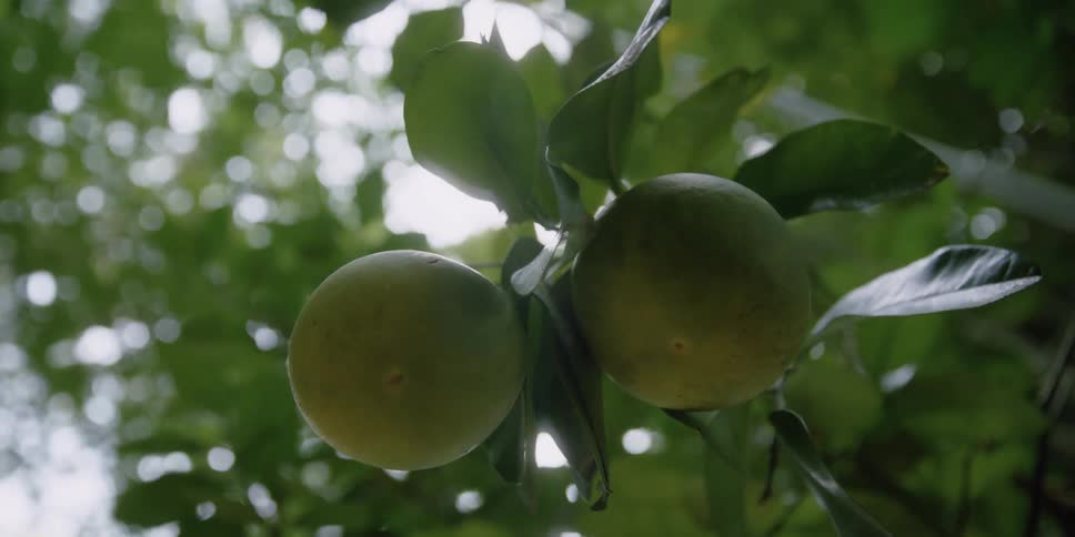 A tree with branches leaves and fruit with the sky and clouds above