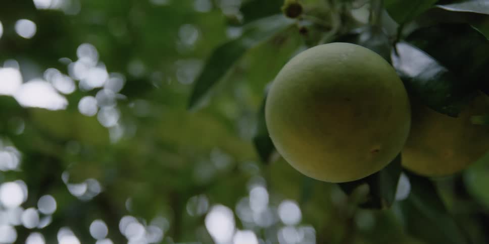 The fruit swings in the wind from the tree