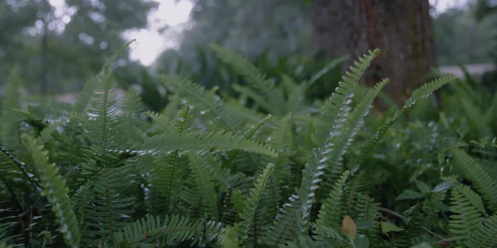 Dense bushes surround a tree in the forest