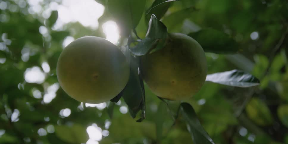 A tree with branches leaves and fruit with the sky and clouds above