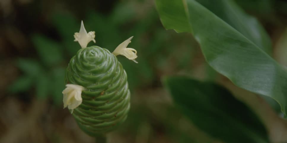 A close up of a plant blooming