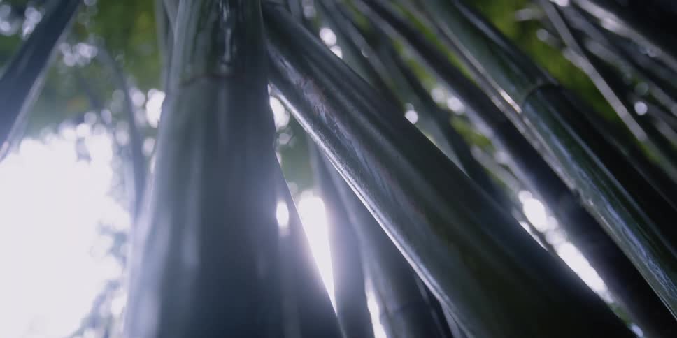 Tall bamboo trees reach into the sky