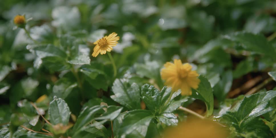 Small yellow wild flowers growing over bright green leafs