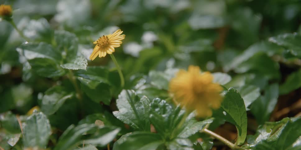 Yellow flowers with wet glistening leaves