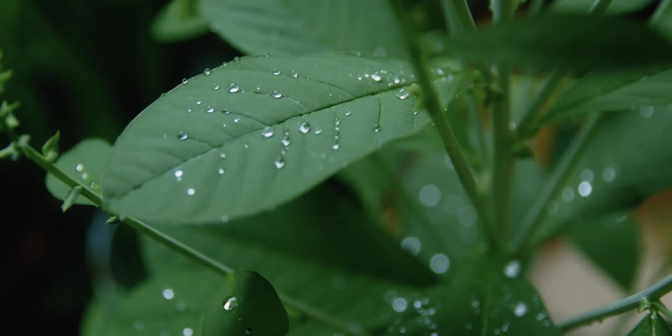 Drops of dew form on plant leaves outdoors