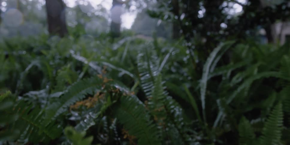 Camera going through plants