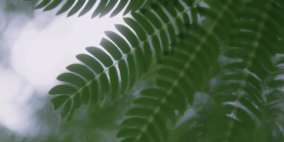 Wind blows the leaves of a lush tropical tree