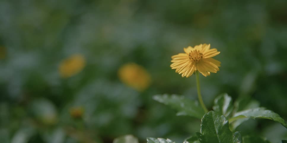 Small yellow flowers grow on bushes outdoors
