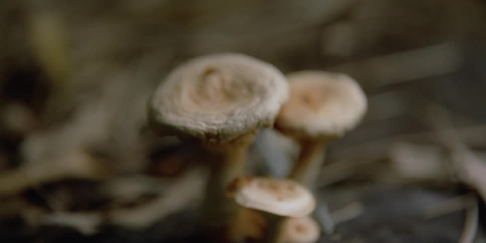 Light colored fungus with thick stems
