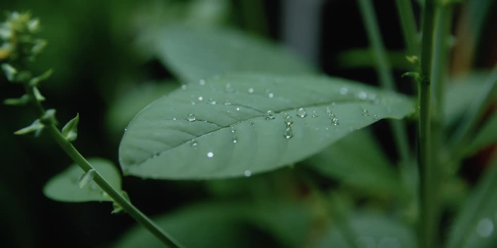 Water droplets on green leaves