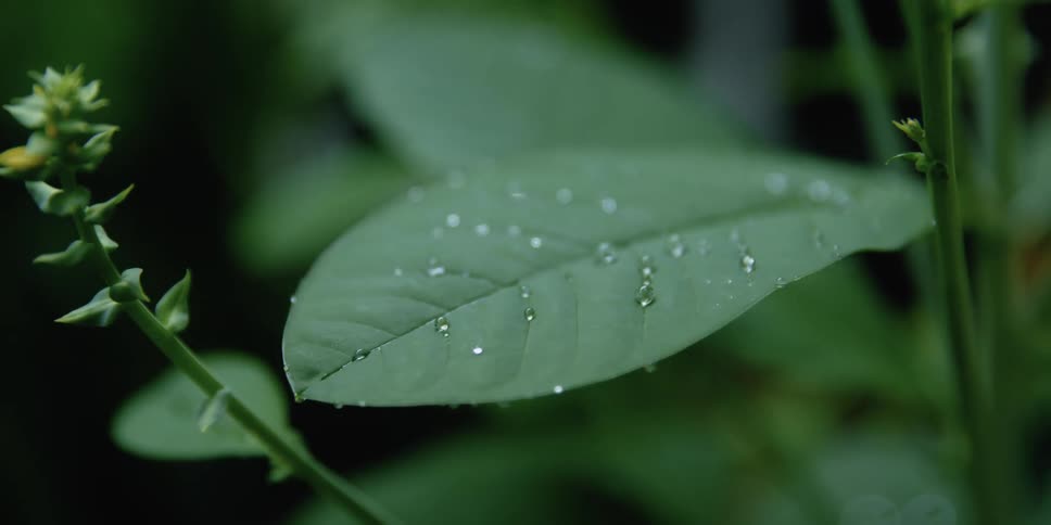 A close up of a plant with dew
