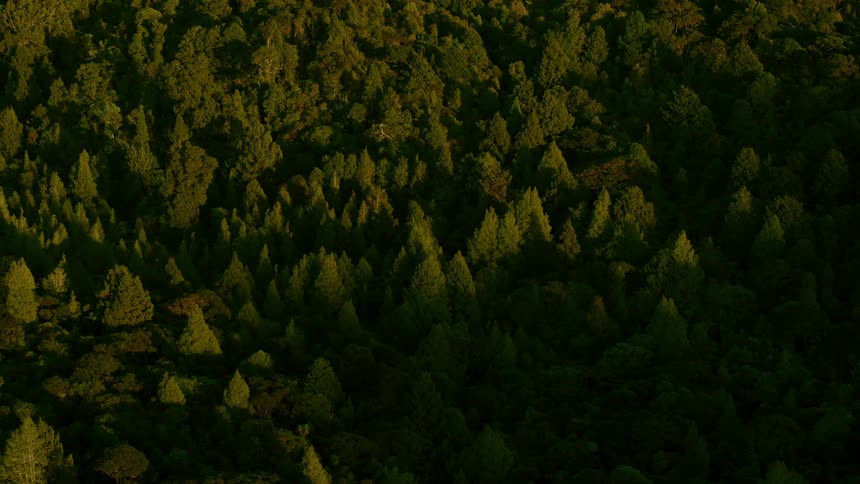 An aerial shot of a forest