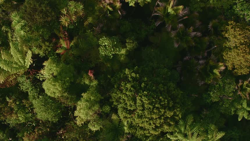 A forest with plants and trees