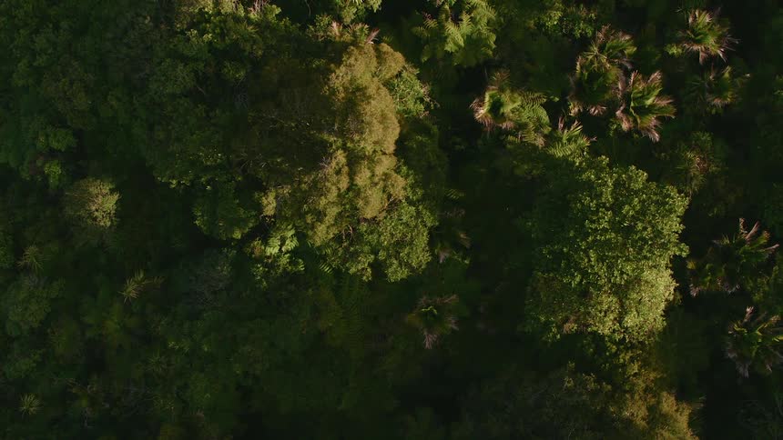 A forest with plants and trees