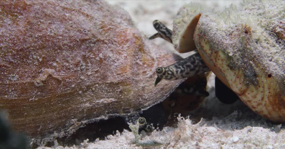 Two Queen Conch face to face