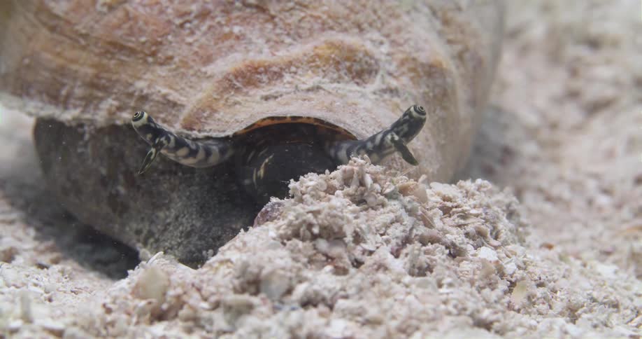Mollusk scrambles along sandy water bottom turning